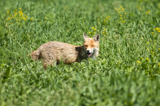 V tom kožuchu je teraz už horúco