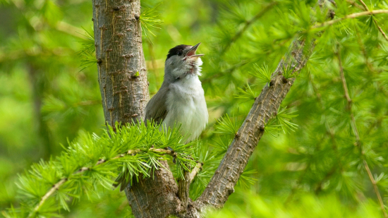 Penica čiernohlavá