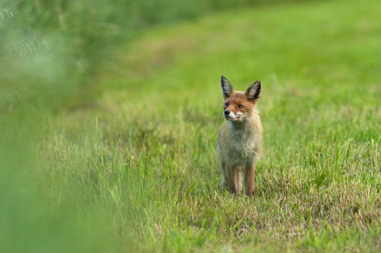 Večerné stretnutie so starým bojovníkom, jedno oko zatečené a druhe tak asi na 50%