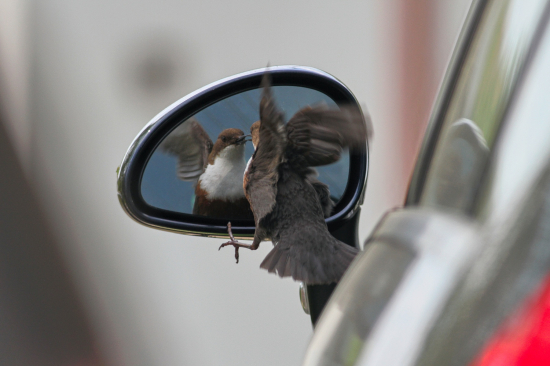 Bojovník brániaci si svoj rajón