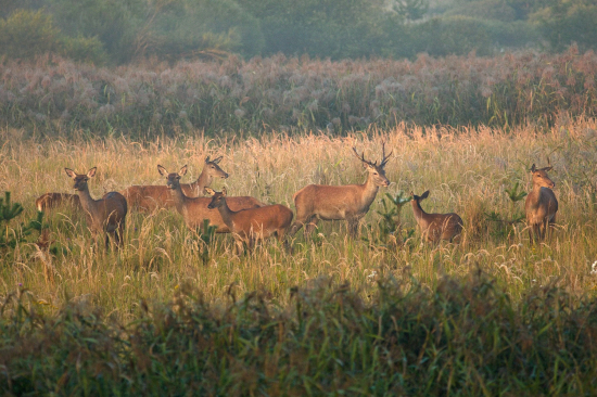 Hlavný sa ešte neobjavil
