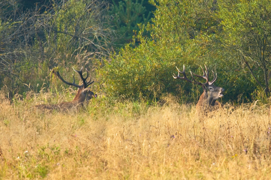 Stretnutie bojovníkov