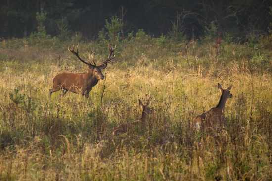Je ťažké ich udržať pokope