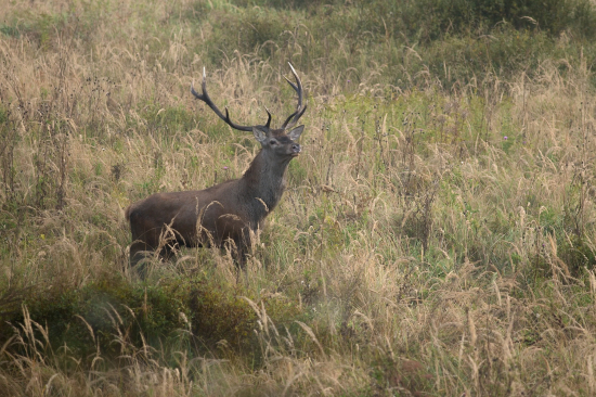 Sledoval šéfove lane