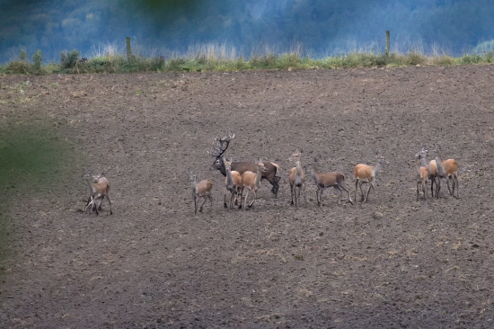 Udržuje si ich pospolu