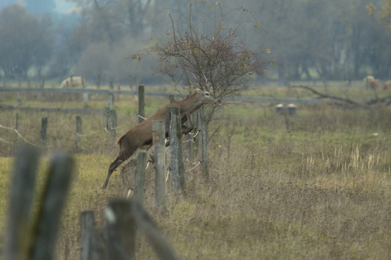 Elektrický oplotok nerobí problémy