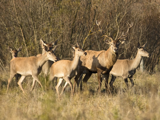 Laň si udržiava poriadok v čriede