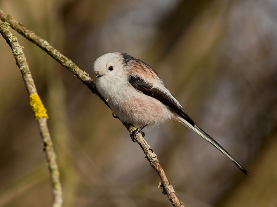 Mlynárka dlhochvostá