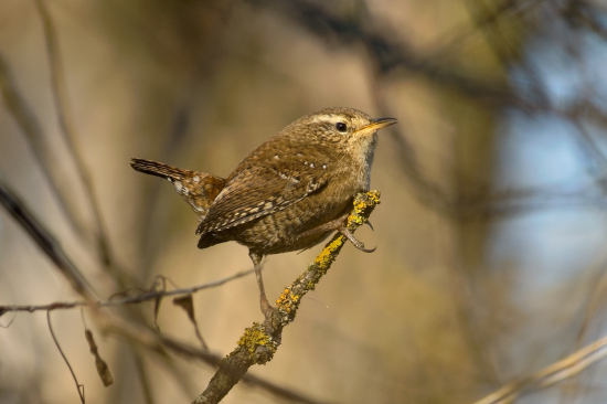 Oriešok pozorovateľ