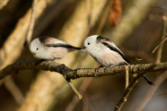 Kamarátky mlynárky