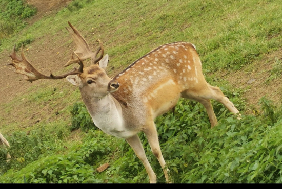 Daniel z farmového chovu - tretie parožie