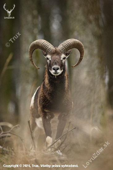 Nedeľa