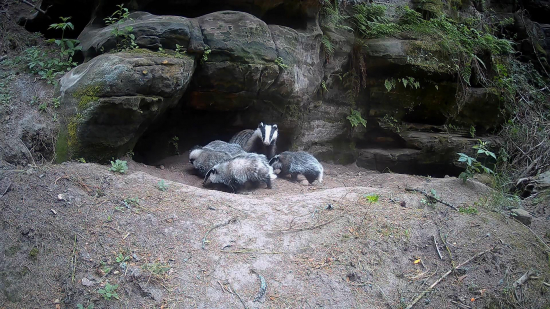 jezevčí rodinka ještě jednou