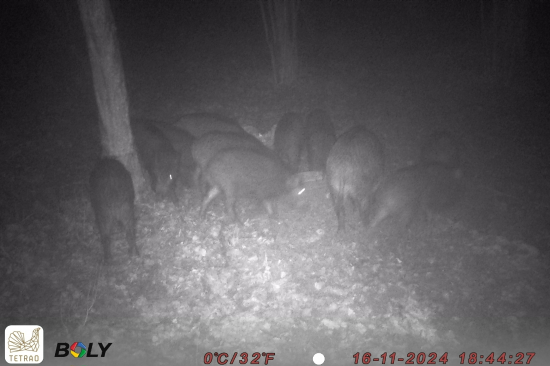 Po dvoch rokoch sa objavili