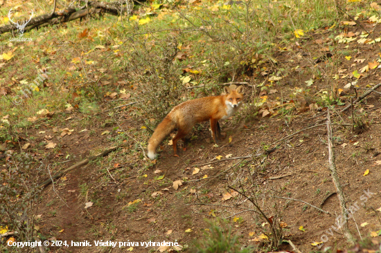 Líška hrdzavá (vulpes vulpes)