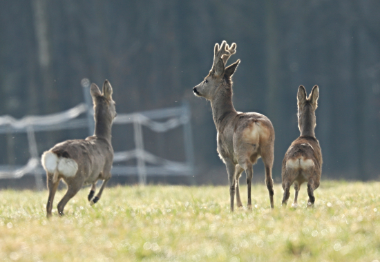 Valentýnský šesterák.