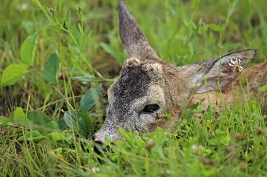 Malý a ještě menší.