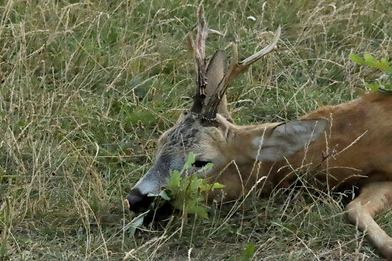 Šesterák z počátku srnčí říje