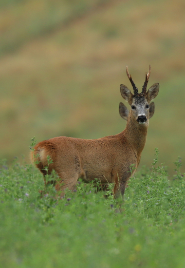 Srnec se čtyřmi slechy