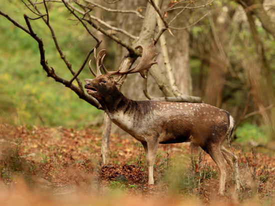 Vrcholí daňčí říje