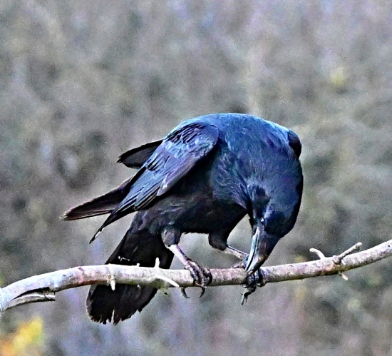krkavec