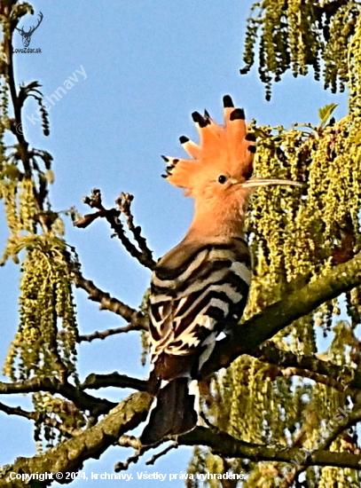 dudok