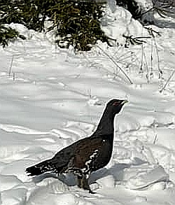 Prišiel si zalížovav dnes vo Vernari