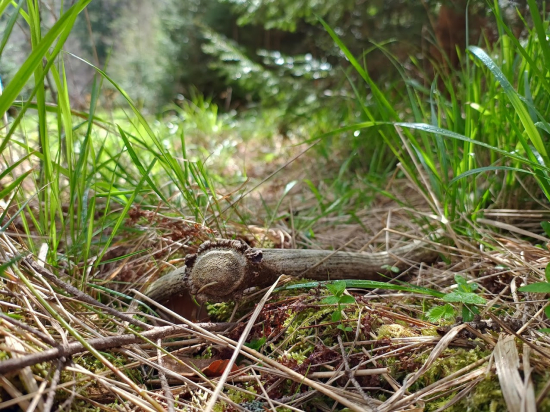 Na starej zvážnici...