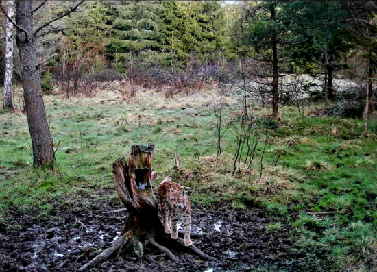 Nečakaná návšteva