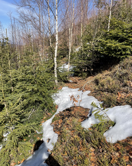 Keď sa srdce rozbúcha…