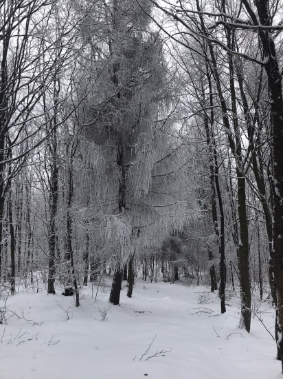 Január v Pčolinnom