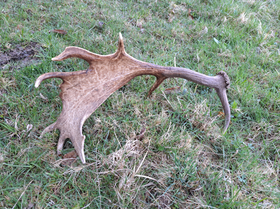 Vytiahnutá z kaluže