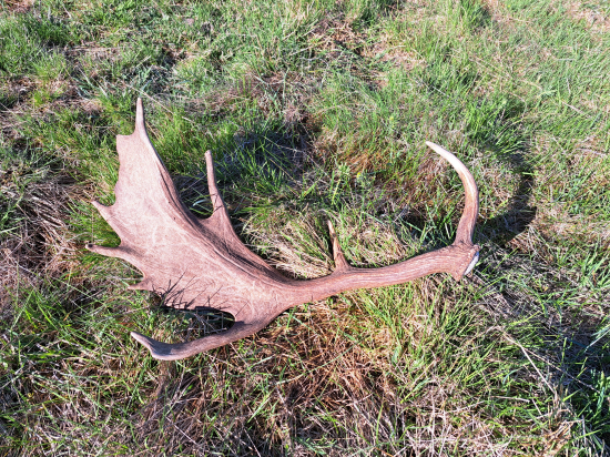 Dúfam, že tento cez ruju odovzdal gény ďalej