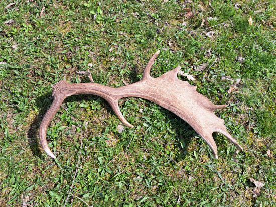 Do páru k predošlej lopate