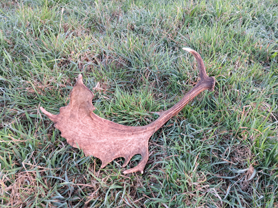 Ďalší chovný kus