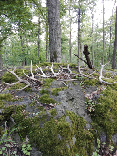 Vydarená vychádzka