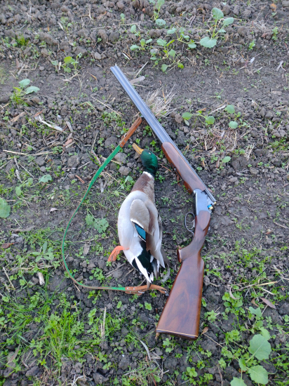 Prvý tohtoročný káčer ????