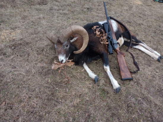 Krásna polovacka na muflona.