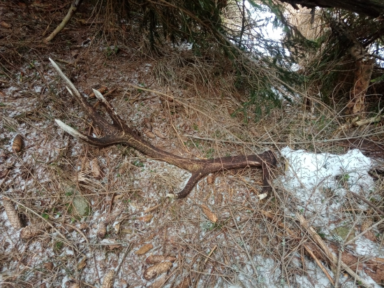 Darček pod stromčekom