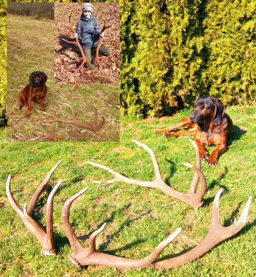 Keď šťastie praje