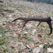 Perlovany desatorak