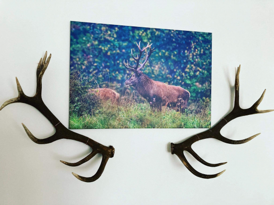 Keď sa sen stal skutočnosťou