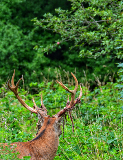 Ešte keď sa vytĺkalo