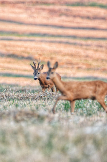 Ešte niečo zo srnčej ruje
