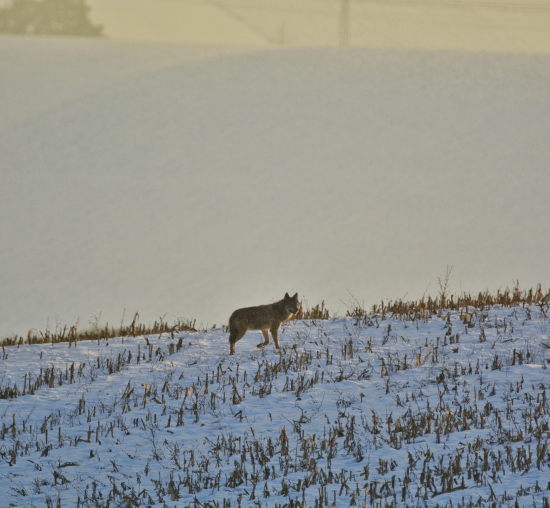 Najkrajší vianočný darček