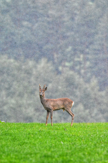 Aj dážď má svoje čaro