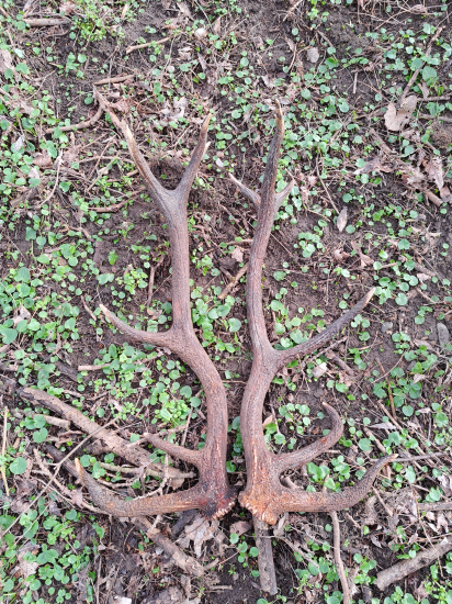 Pár zo starého 12-toráka