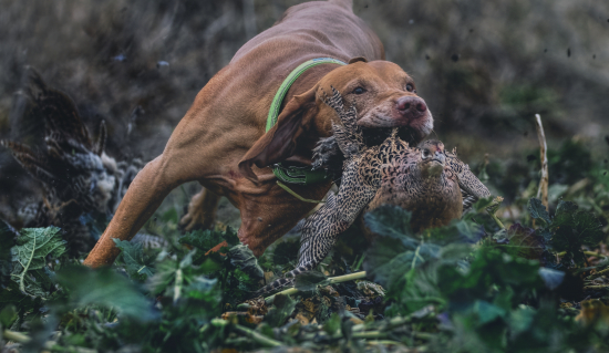 S maďarom na poľovačke