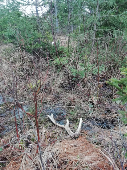 Ďalší smradliačik