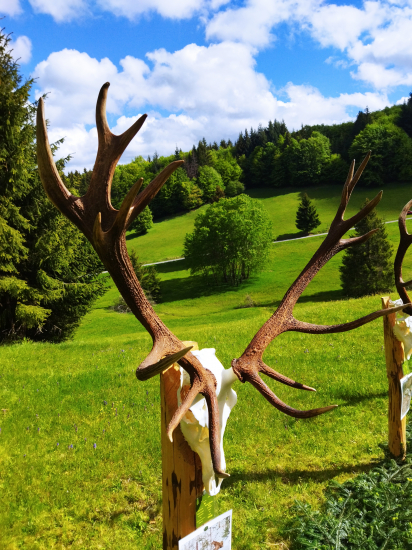 Strhnutý  medveďom